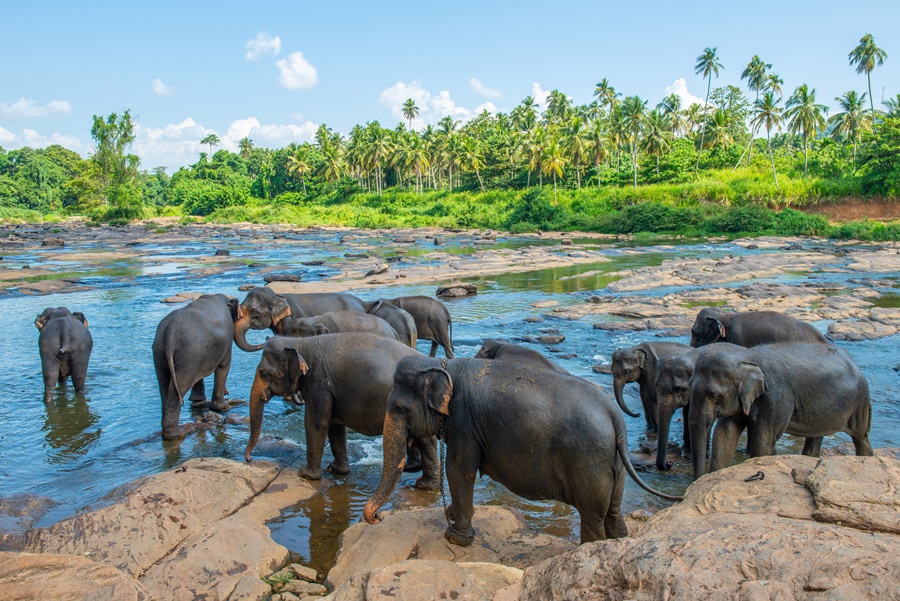 Pinnawala Elephant Orphanage